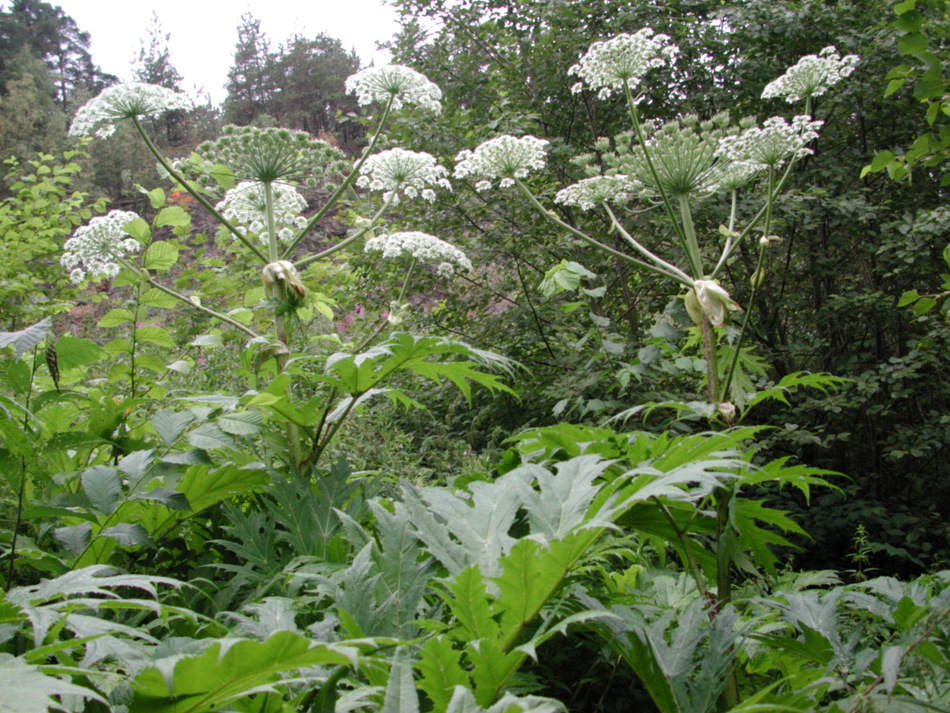 خواص گلپر خواص گلپر